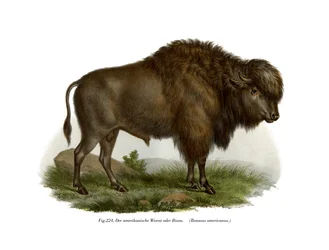 Bison américain, 1860